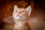 #Kočka #Angel #Vánoce #Křídlo #Kotě #Okouzlující